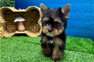 Phillip - Yorkshire Terrier - Yorkie for sale