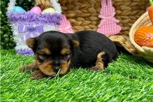 Tyra - puppy for sale