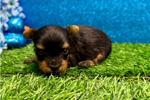 Peaches - puppy for sale