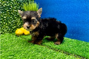 Phillip - Yorkshire Terrier - Yorkie for sale