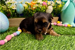 Allie - Yorkshire Terrier - Yorkie for sale