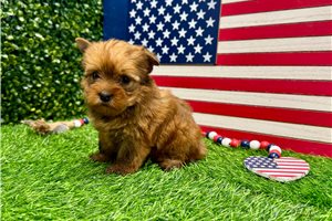Rhianna - Yorkshire Terrier - Yorkie for sale