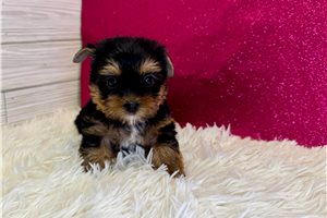 Dulia - Yorkshire Terrier - Yorkie for sale