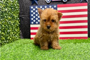 Ruby - Yorkshire Terrier - Yorkie for sale