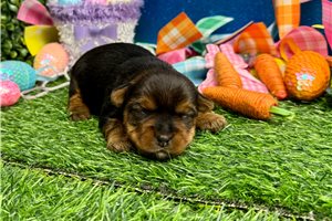 Remy - puppy for sale