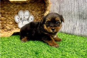 Esme - puppy for sale