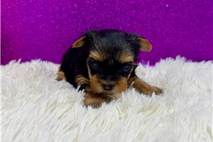 Fallon - Yorkshire Terrier - Yorkie for sale