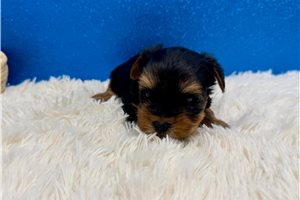 Franklin - Yorkshire Terrier - Yorkie for sale