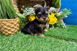 Pirate - Yorkshire Terrier - Yorkie for sale