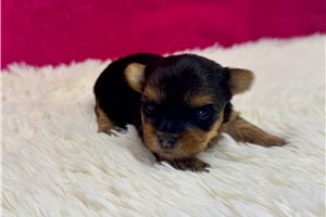 Fallon - Yorkshire Terrier - Yorkie for sale