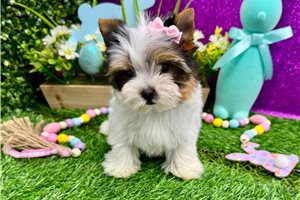 Nalia - Yorkshire Terrier - Yorkie for sale