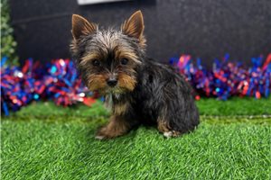 Perla - Yorkshire Terrier - Yorkie for sale