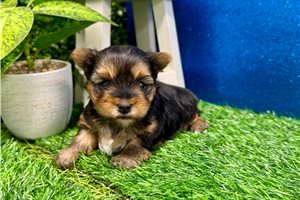 Zena - Yorkshire Terrier - Yorkie for sale