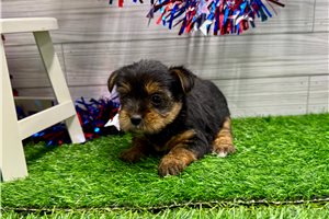 Prima - Yorkshire Terrier - Yorkie for sale