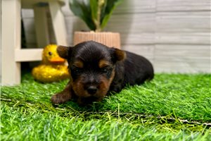 Dalton - puppy for sale