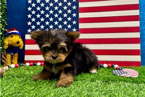 Carter - Yorkshire Terrier - Yorkie for sale
