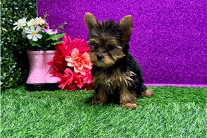 Tina - Yorkshire Terrier - Yorkie for sale