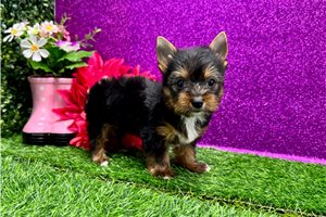 Perla - Yorkshire Terrier - Yorkie for sale