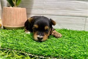 Carter - Yorkshire Terrier - Yorkie for sale