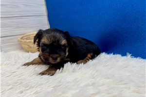 Felix - Yorkshire Terrier - Yorkie for sale