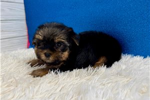 Felix - Yorkie for sale