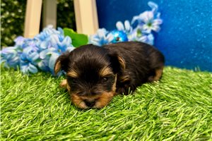 Pirate - puppy for sale