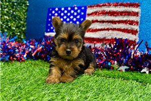 Daisy - Yorkshire Terrier - Yorkie for sale