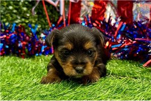 Prima - Yorkshire Terrier - Yorkie for sale