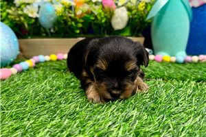 Alyssa - puppy for sale