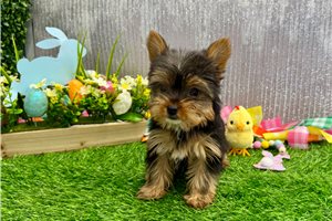 Phoebe - Yorkshire Terrier - Yorkie for sale