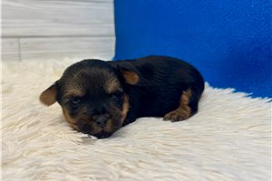 Felix - puppy for sale