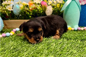 Alicia - puppy for sale