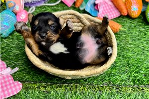 Perdita - puppy for sale