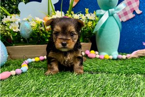 Tina - Yorkshire Terrier - Yorkie for sale