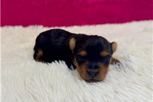 Genesis - Yorkshire Terrier - Yorkie for sale