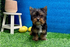Perla - Yorkshire Terrier - Yorkie for sale