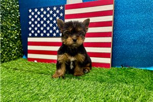 Prima - Yorkshire Terrier - Yorkie for sale