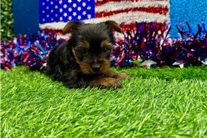 Dalton - Yorkshire Terrier - Yorkie for sale