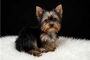 Perla - Yorkshire Terrier - Yorkie for sale