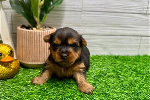 Daisy - Yorkshire Terrier - Yorkie for sale