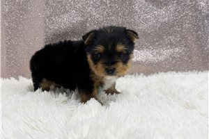 Carlotta - puppy for sale