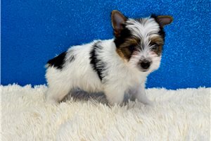 Dean - Yorkshire Terrier - Yorkie for sale