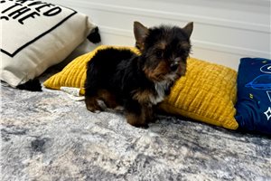 Perla - puppy for sale