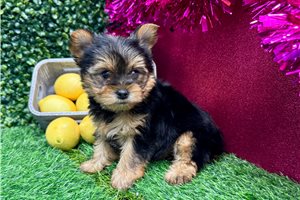 Trudy - Yorkshire Terrier - Yorkie for sale