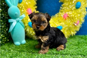 Nahla - Yorkshire Terrier - Yorkie for sale
