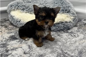 Dulia - Yorkie for sale