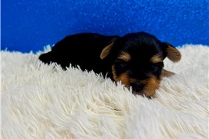 Drake - puppy for sale