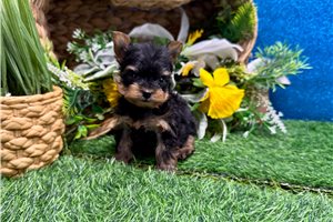 Peaches - puppy for sale