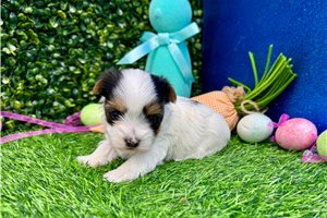 Nalia - puppy for sale