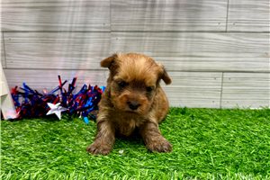 Rhianna - Yorkshire Terrier - Yorkie for sale